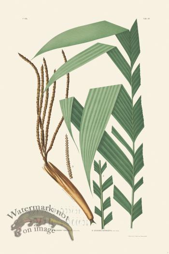 Rodrigues Palm Front 004